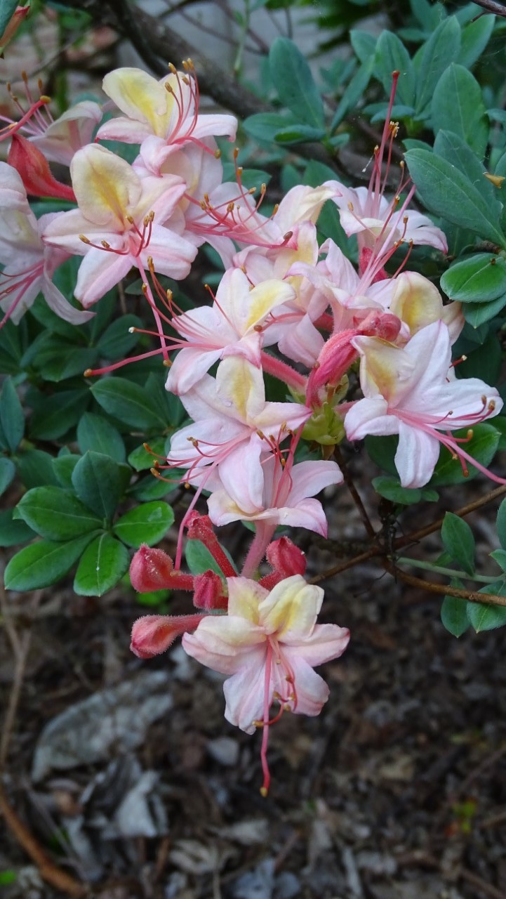 'Midsummer Mermaid'